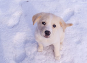 Ella the Snow Dog